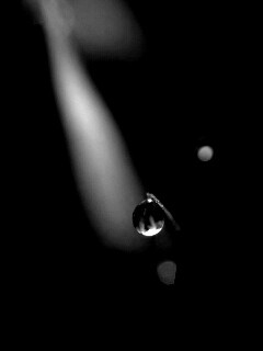 Роса на травинке обои