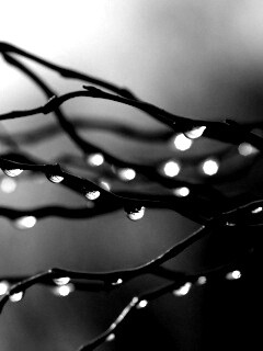 Капли на ветке обои