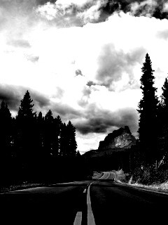 Красивая лесная дорога обои