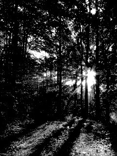 Свет сквозь деревья обои