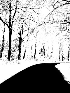 Дорога в зимнем лесу обои