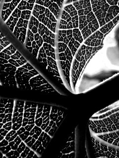 Внутренняя сторона листа обои