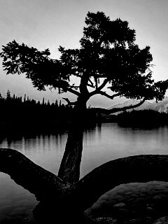 Дерево у горного озера обои