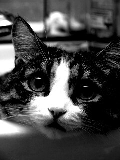 Кошак выглядывает из раковины обои