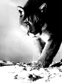 Пума с грозным взглядом обои