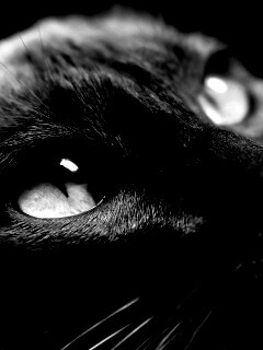 Кот с голубыми глазами обои