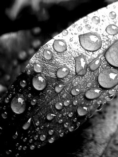 Капли росы на красных листьях обои