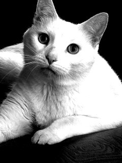 Белой кот на красном диване обои