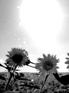 Подсолнухи не смотрят на солнце обои