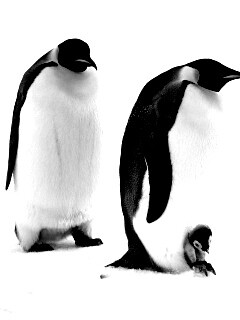 Семья пингвинов обои