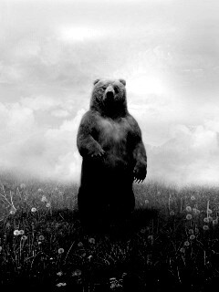 Медведь в одуванчиковом поле обои