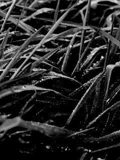 Роса на траве обои