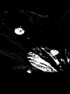 Капля в листе обои