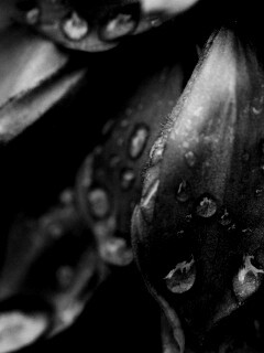 Лепестки обои