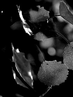 Красные листья обои