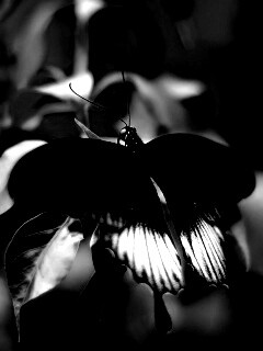 Бабочка с чёрно-белыми крыльями обои