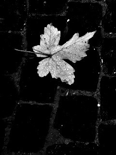 Упавший лист на мостовой обои