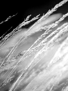 Колосья обои