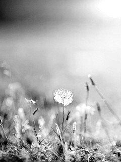 Летняя трава обои