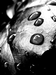 Капли росы на листе обои