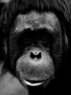 Орангутан обои