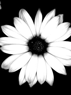 Макро фотография цветка обои