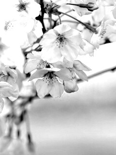 Цветение вишни обои