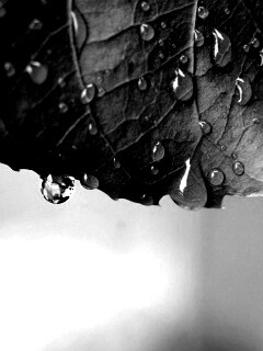 Роса на листе в макро обои