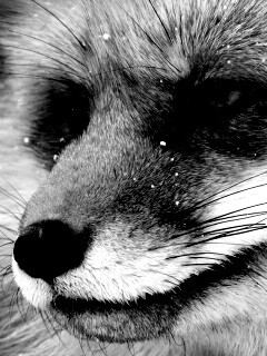 Морда рыжей лисы обои