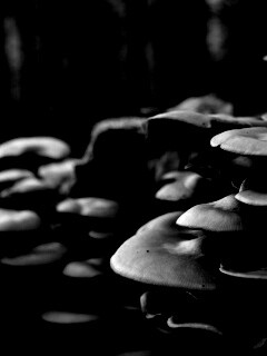 Лесные грибы на пне обои