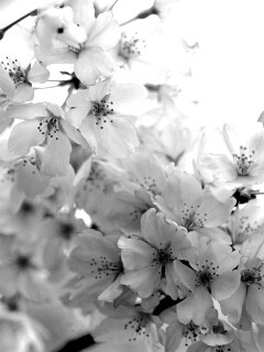 Цветение вишни обои