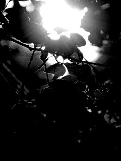 Солнце пробивается сквозь листву обои