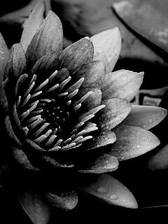 Кувшинка обои