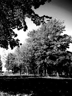 Осень в лесу обои