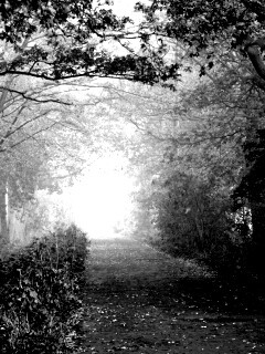 Парковая дорожка обои