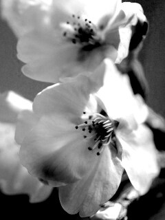 Нежные белые цветы обои