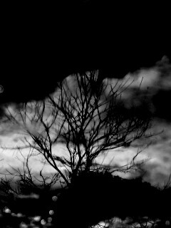 Голые деревья обои