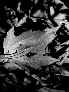 Мёртвая листва обои