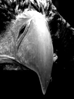 Орёл - птица гордая обои