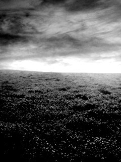 Закатное небо над цветочным полем обои