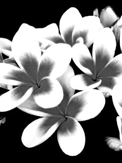 Прекрасные цветы обои