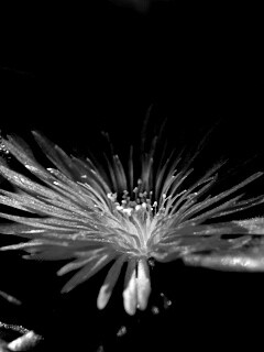 Чудесный цветок обои