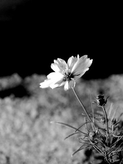 Полевой цветок обои