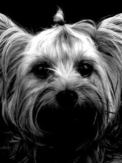 Йоркширский терьер обои