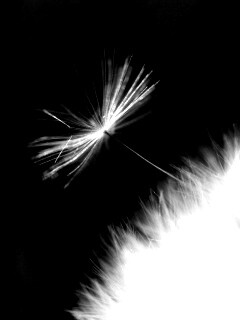 Пушинка одуванчика обои