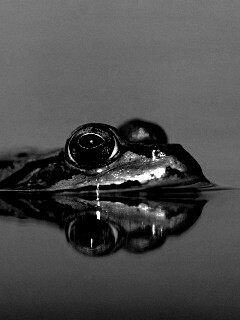 Лягушка обои