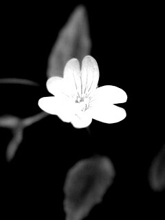 Маленький цветок в макро обои