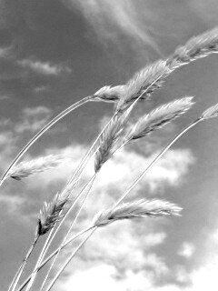 Колосья обои