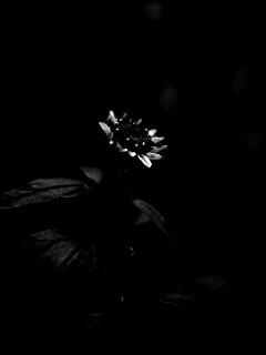 Фотография цветка обои