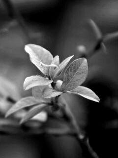 Красные листья на ветке обои